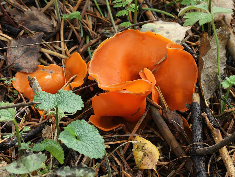 Almindelig Orangebæger (Aleuria aurantia)