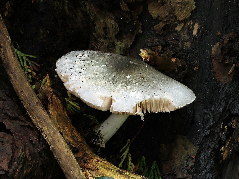 Ved-Posesvamp (Volvariella caesiotincta)