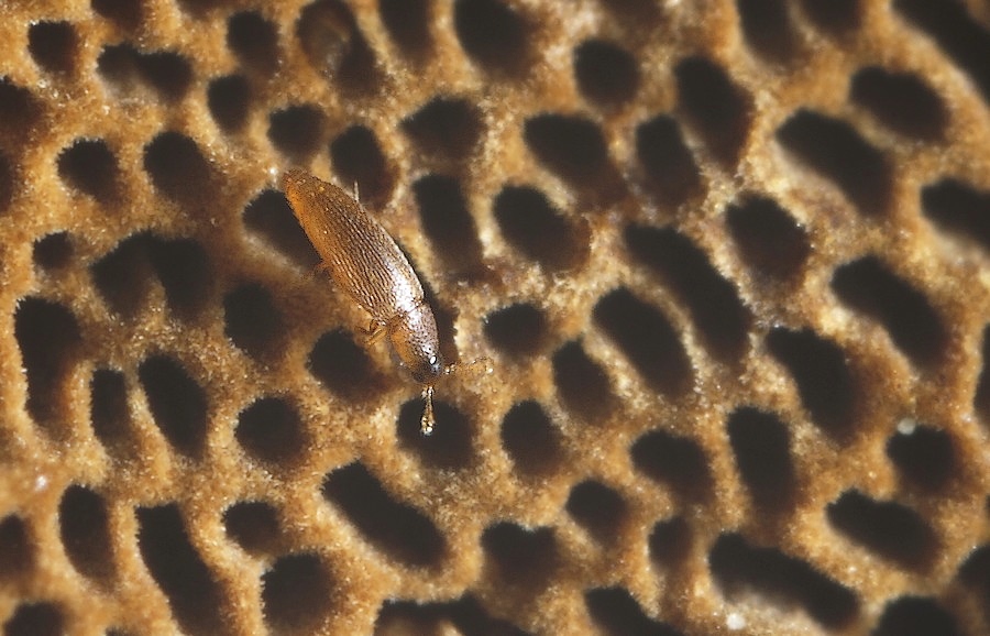 Dværg-Punktumbille (Baranowskiella ehnstromi)