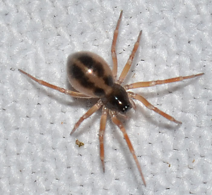 Oedothorax sp. (Oedothorax sp.)