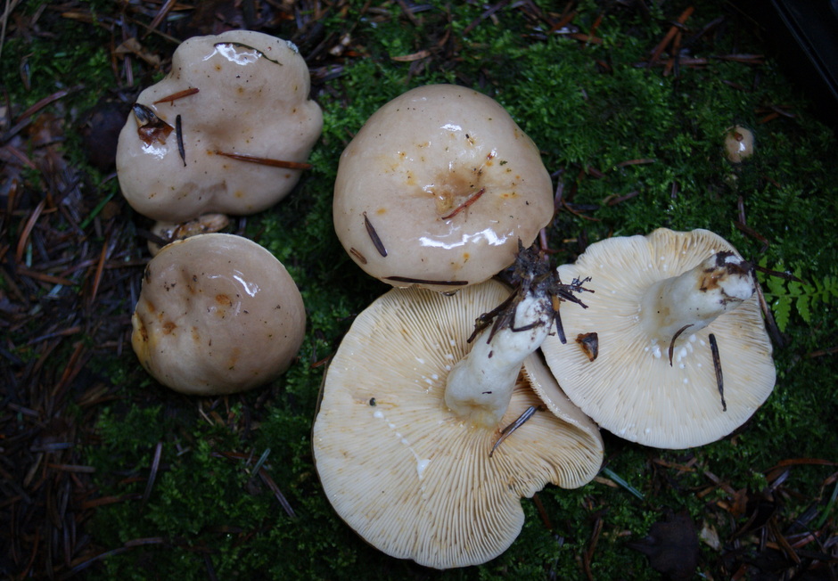 Ædelgran-Mælkehat (Lactarius albocarneus)
