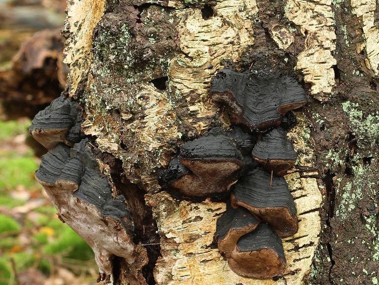 Birke-Ildporesvamp (Phellinus lundellii)