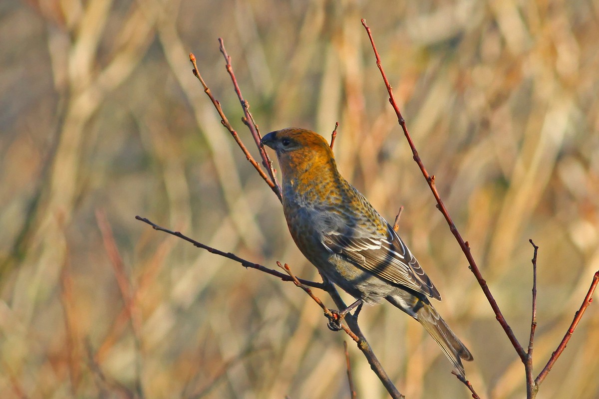 Krognæb (Pinicola enucleator)