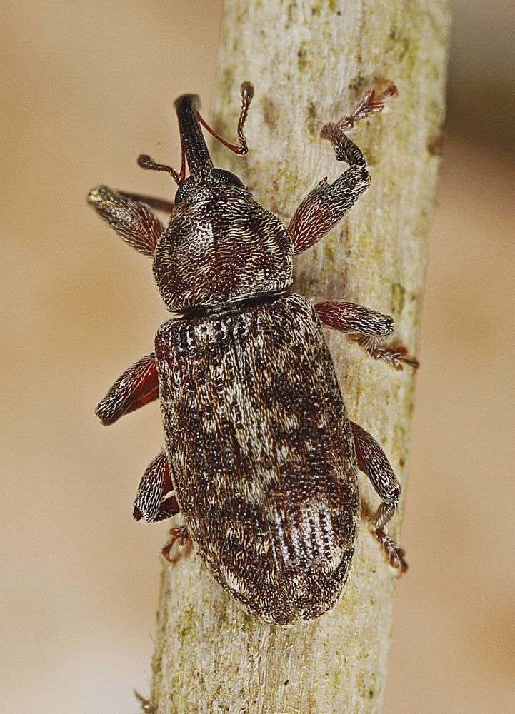 Dorytomus tremulae (Dorytomus tremulae)