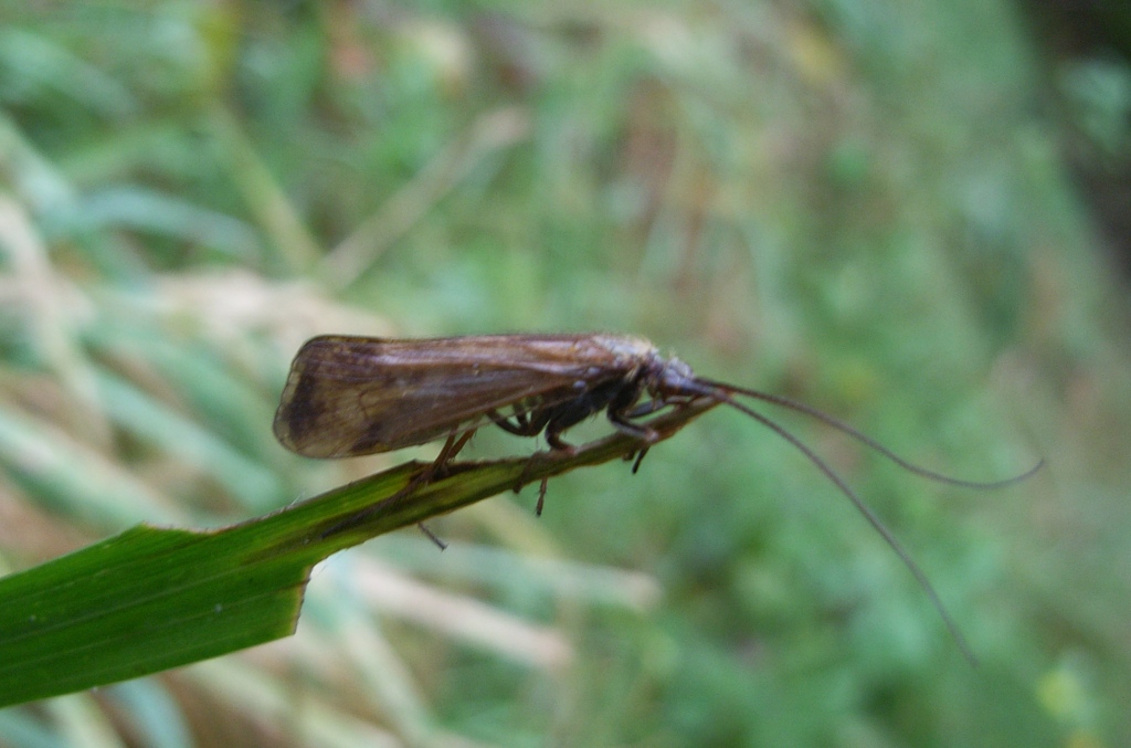 Limnephilus germanus (Limnephilus germanus)