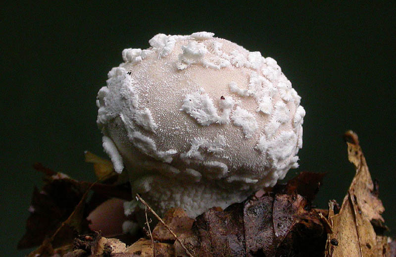 Rosa Støvbold (Lycoperdon mammiforme)