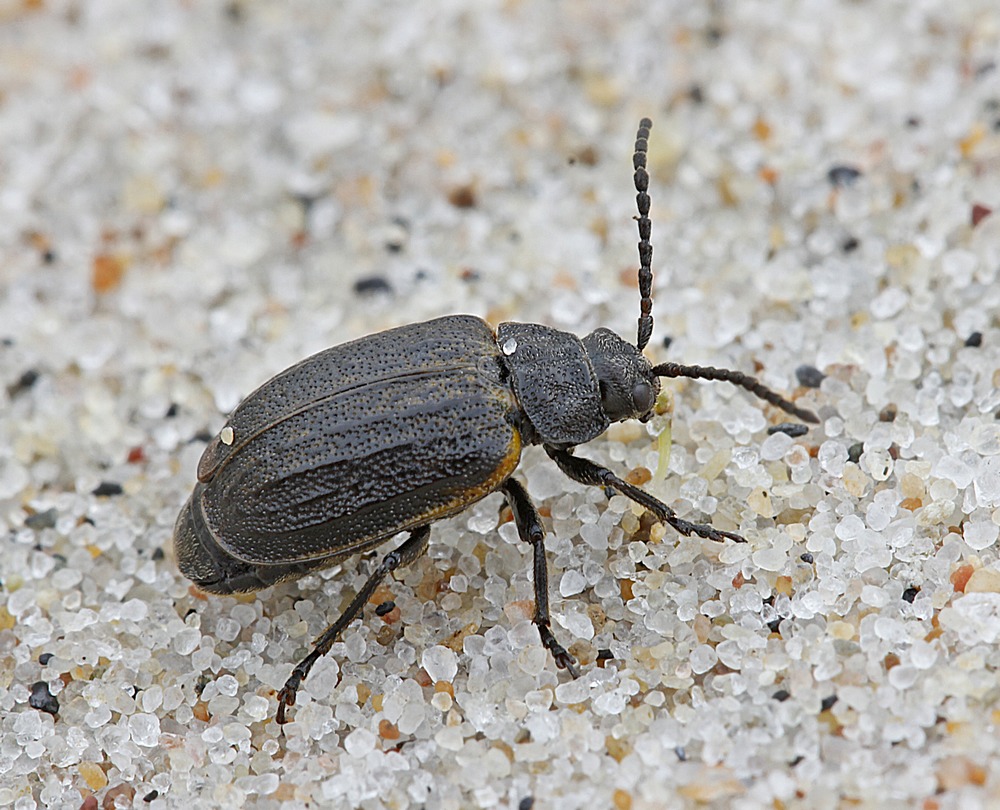 Galeruca interrupta (Galeruca interrupta)