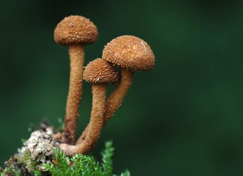 Pigget Grynskælhat (Flammulaster muricata)