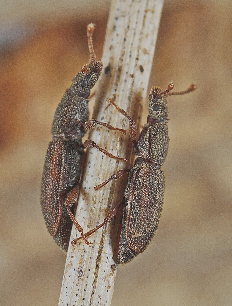 Monotoma conicicollis (Monotoma conicicollis)