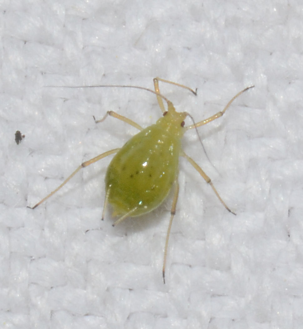Aulacorthum sp. (Aulacorthum sp.)
