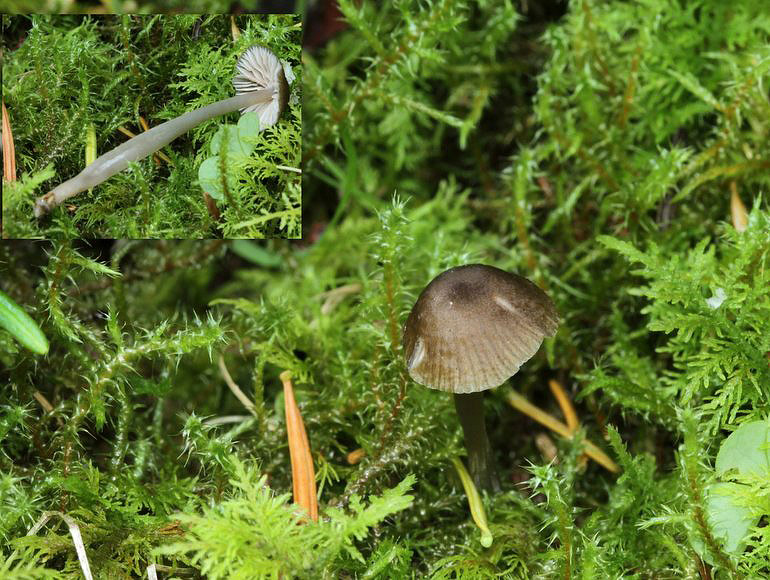 Entoloma velenovskyi (Entoloma velenovskyi)