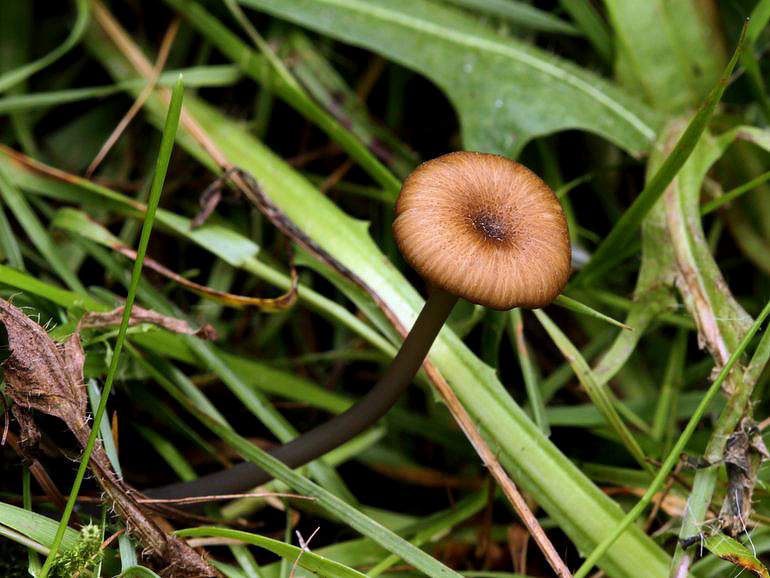 Mørkøjet Rødblad (Entoloma lividocyanulum)