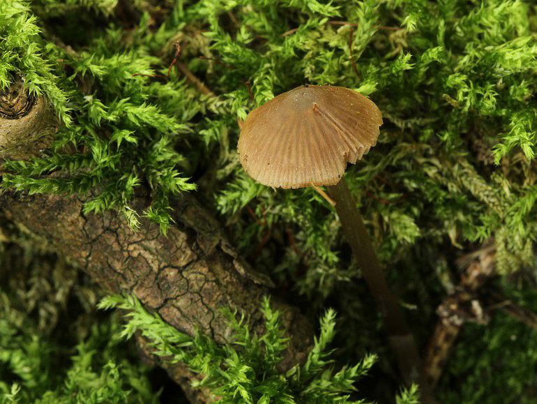 Entoloma pallescens (Entoloma pallescens)