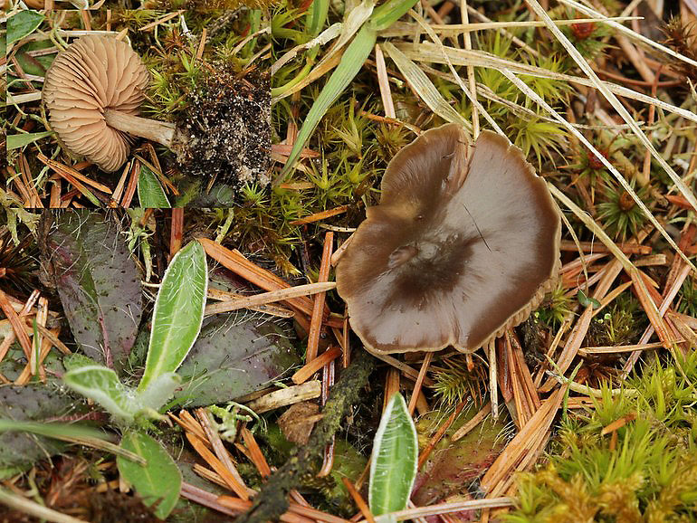Entoloma lucidum (Entoloma lucidum)