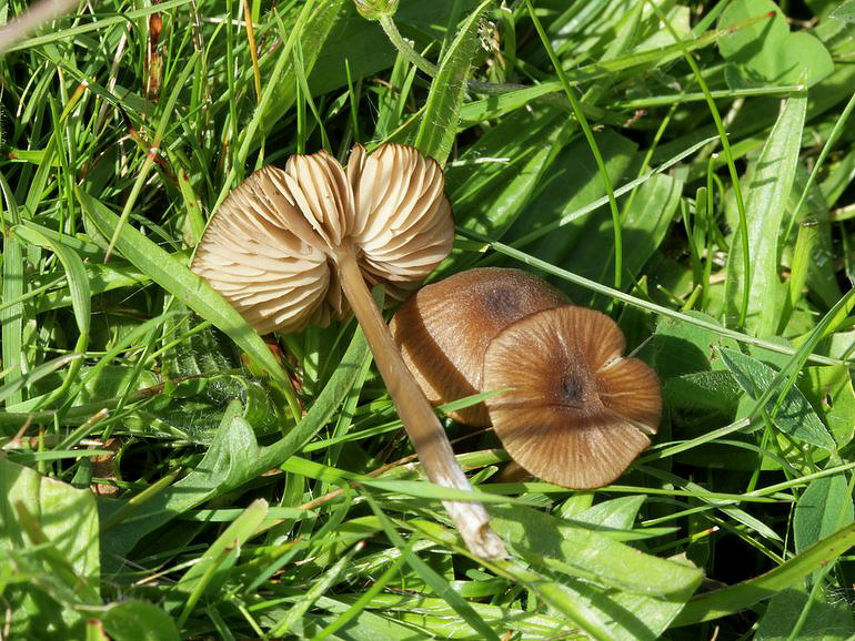 Ru Rødblad (Entoloma asprellum)