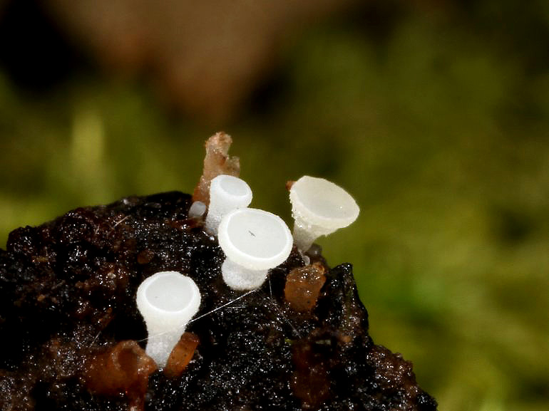 Hymenoscyphus imberbis (Hymenoscyphus imberbis)