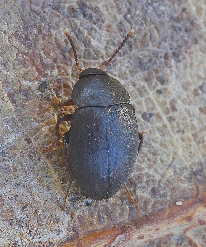 Catops picipes (Catops picipes)