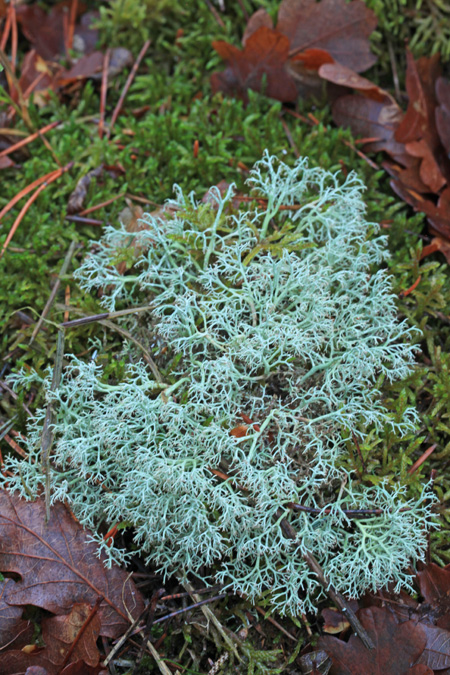 Askegrå Rensdyrlav (Cladonia rangiferina)