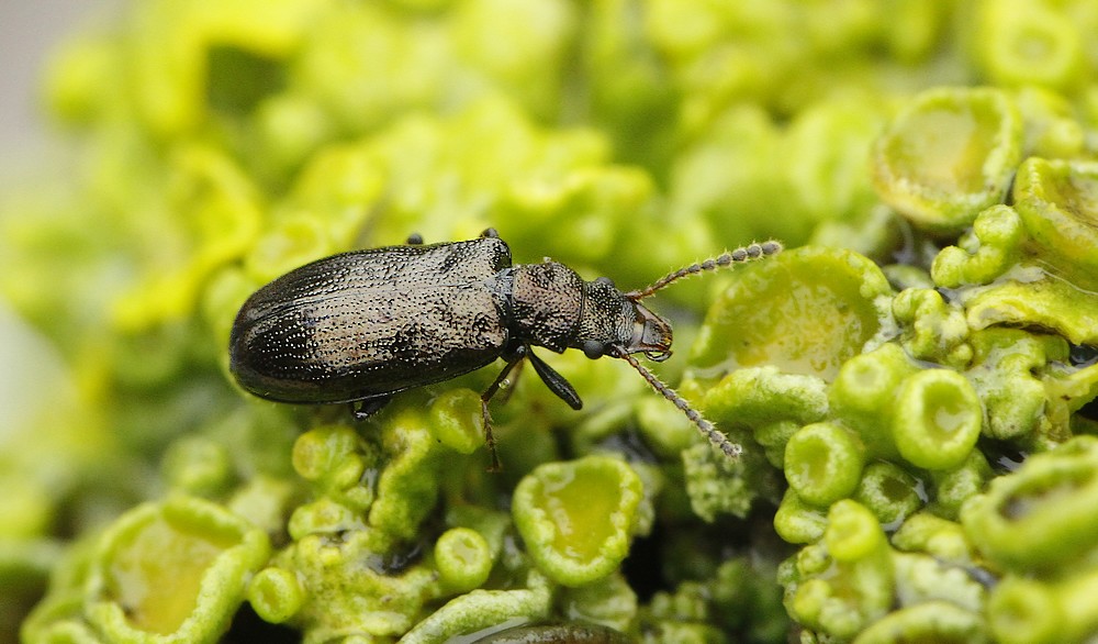 Rabocerus foveolatus (Rabocerus foveolatus)