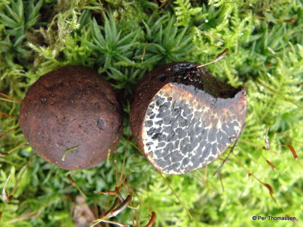 Stor Slimtrøffel (Melanogaster tuberiformis)