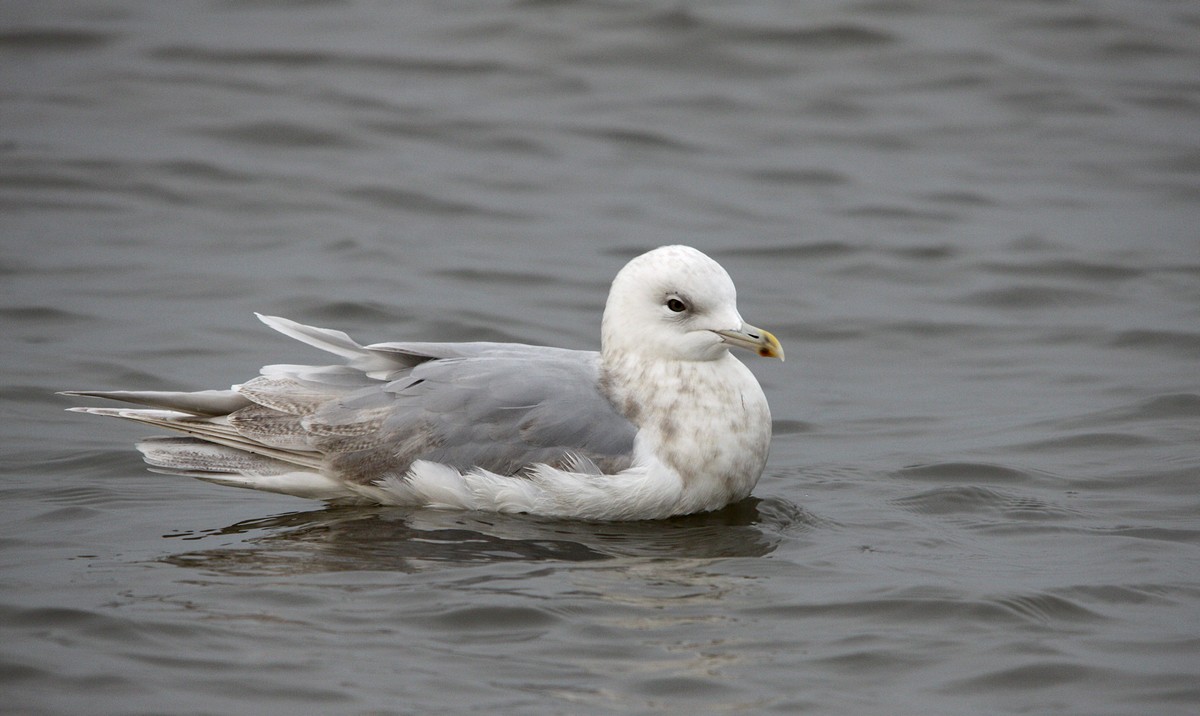 Kumliens Måge (Larus glaucoides kumlieni)