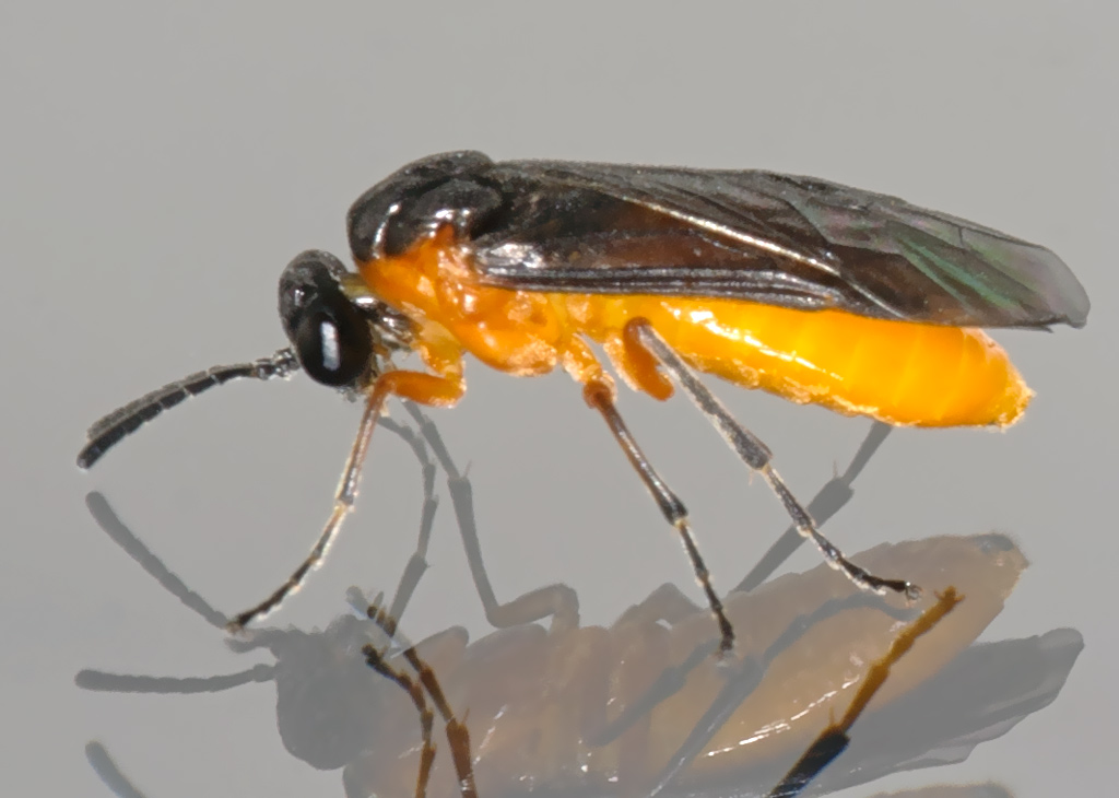 Athalia lugens (Athalia lugens)