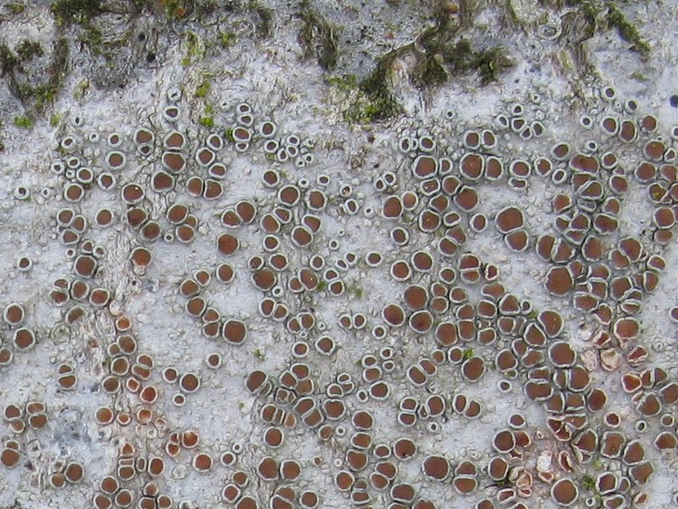 Bøge-Kantskivelav (Lecanora glabrata)