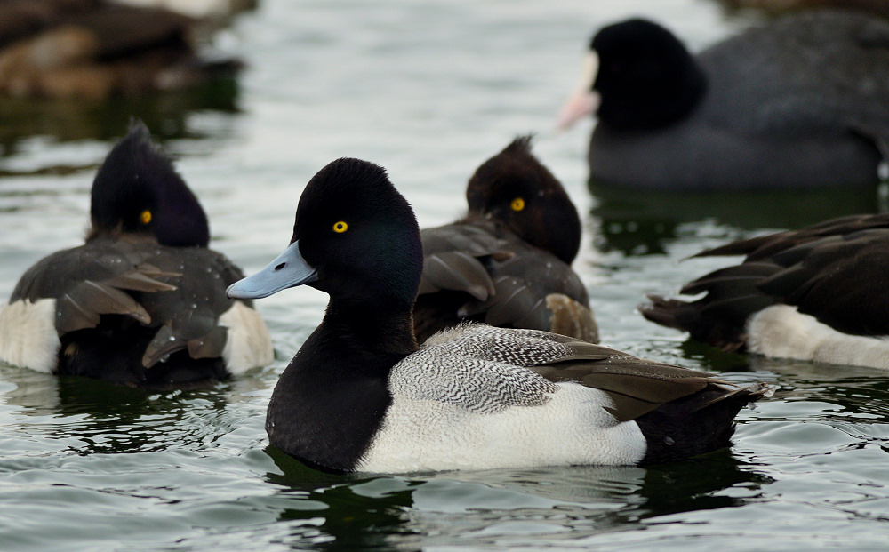 Lille Bjergand (Aythya affinis)