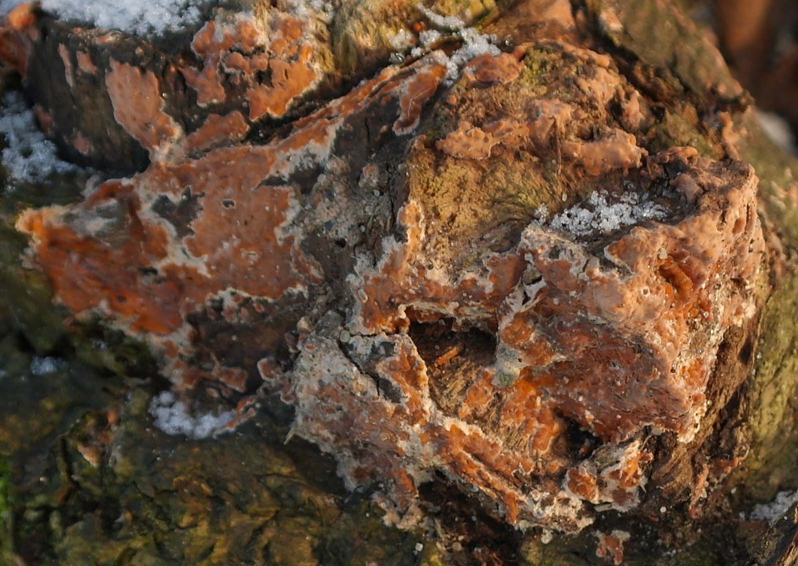 Mælkehvid Olieskind (Gloeocystidiellum porosum)