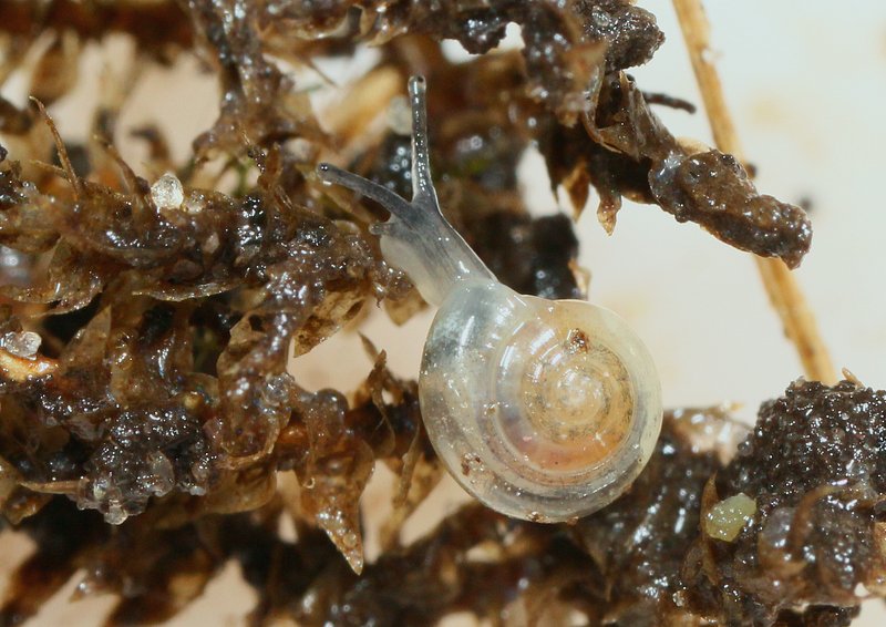 Krystalsnegl (Vitrea crystallina)