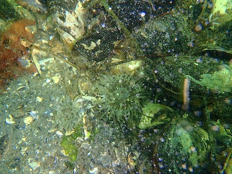 Hule-Søanemone (Sagartia troglodytes)