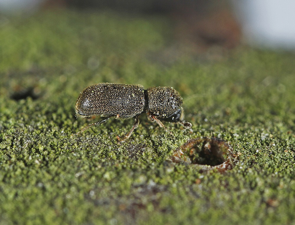 Ernoporicus fagi (Ernoporicus fagi)
