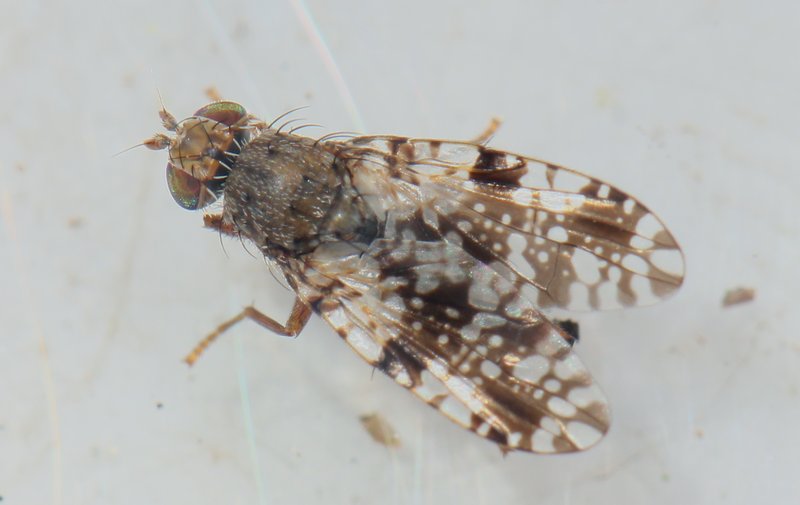 Tephritis ruralis (Tephritis ruralis) Naturbasen