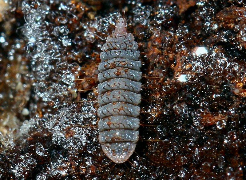 Zabrachia sp. (Zabrachia sp.)