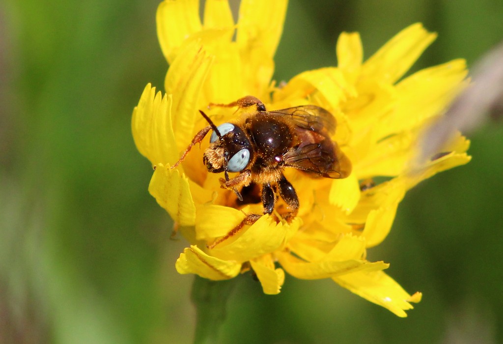 Pragtbi (Epeoloides coecutiens)