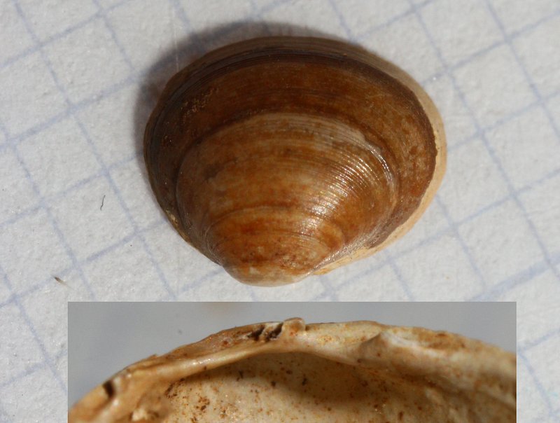 Pisidium pulchellum (Pisidium pulchellum)