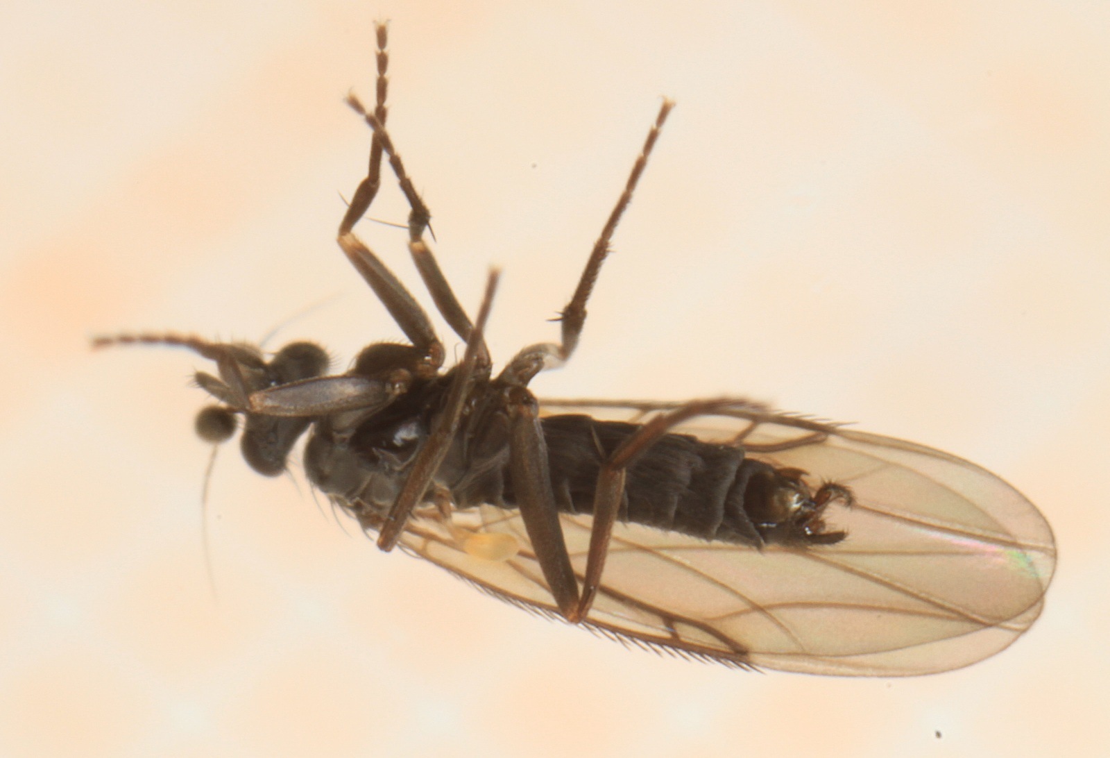Triphleba autumnalis (Triphleba autumnalis)