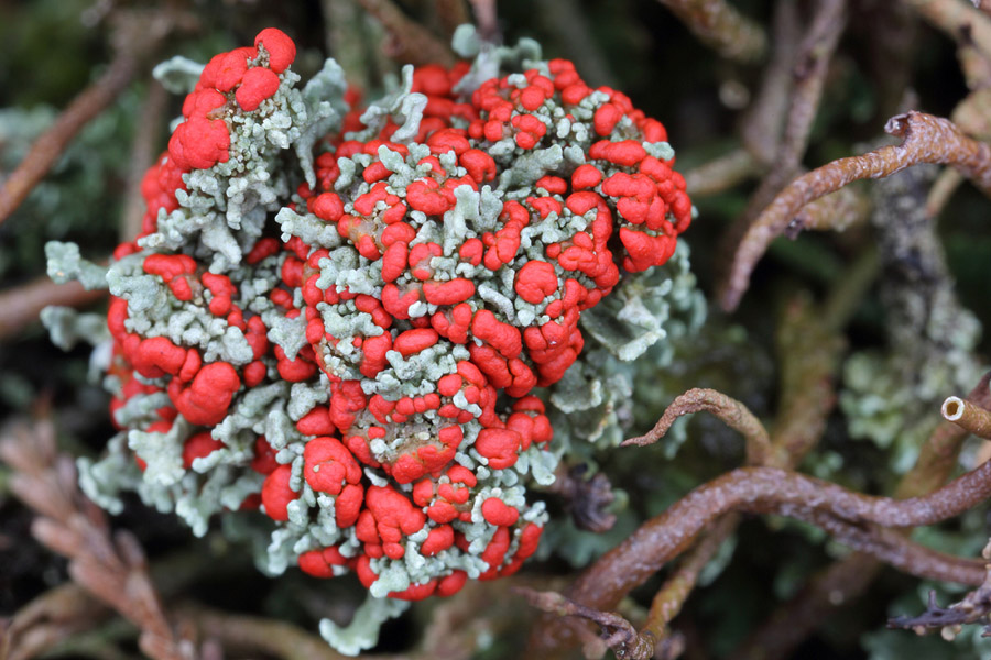 Pragt-Bægerlav (Cladonia bellidiflora)