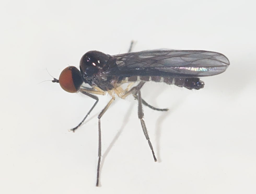 Ocydromia melanopleura (Ocydromia melanopleura)