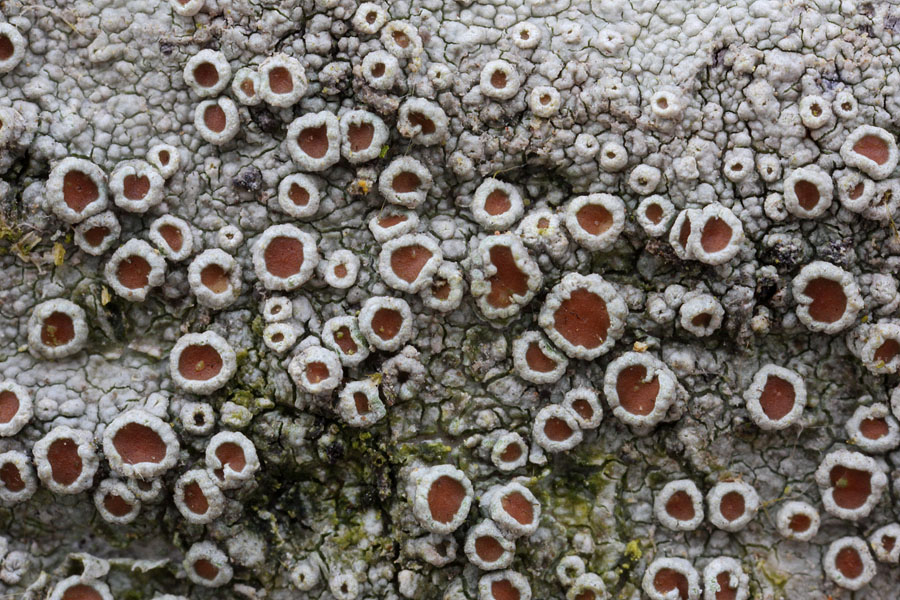 Rubarks-Kantskivelav (Lecanora horiza)