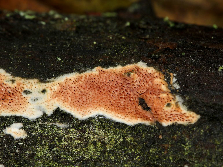 Purpur-Voksporesvamp (Ceriporia purpurea)