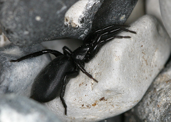 Zelotes apricorum/subterraneus (Zelotes apricorum/subterraneus)