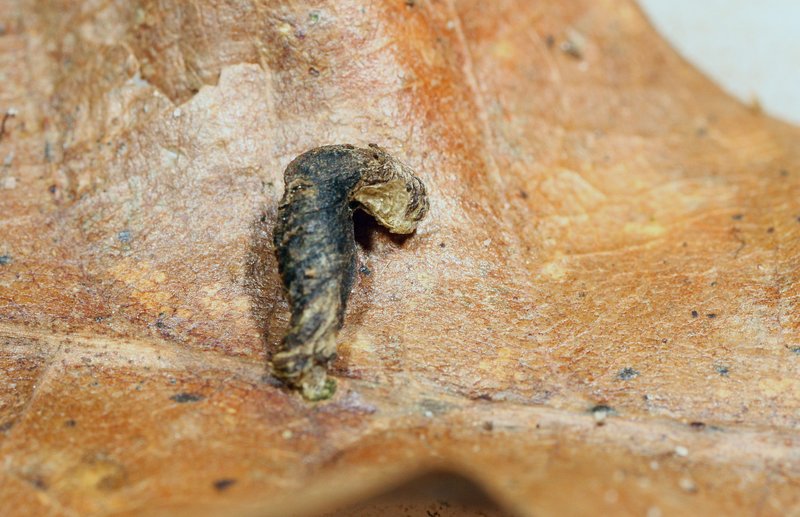 Coleophora ibipennella (Coleophora ibipennella)