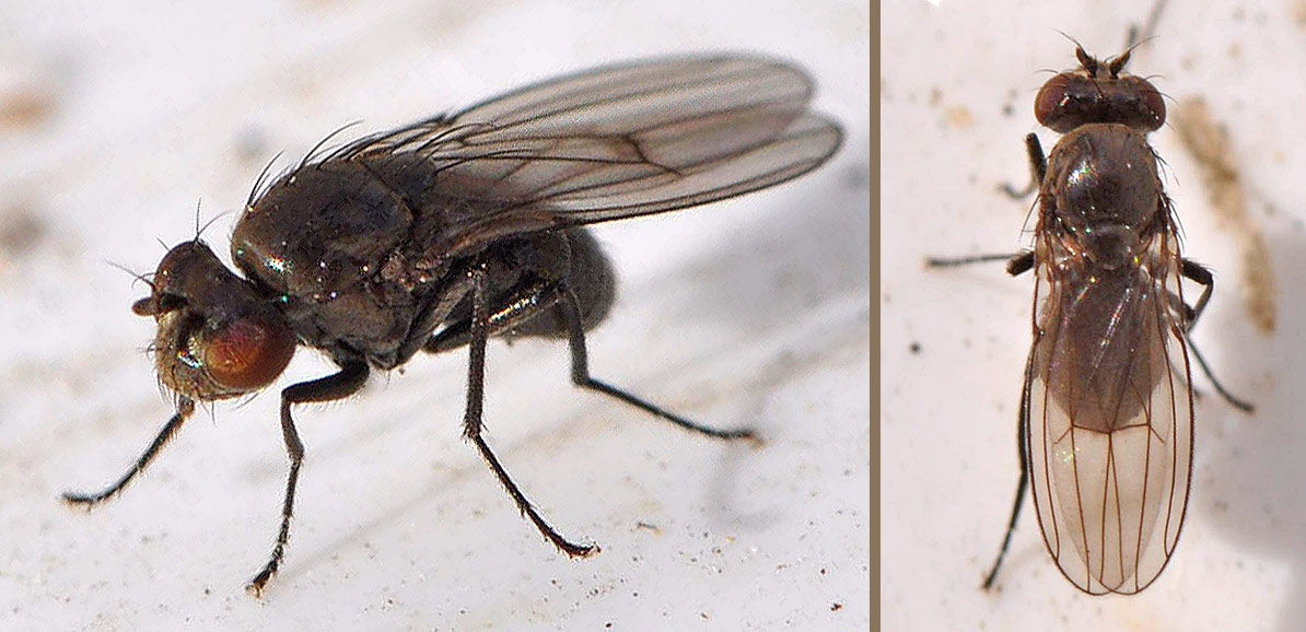 Coenia sp. (Coenia sp.)