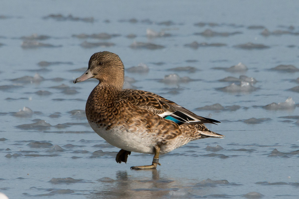 Pibeand x Gråand (Anas penelope x Anas platyrhynchos)