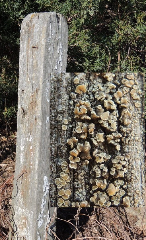 Gulgrøn Kantskivelav (Lecanora varia)