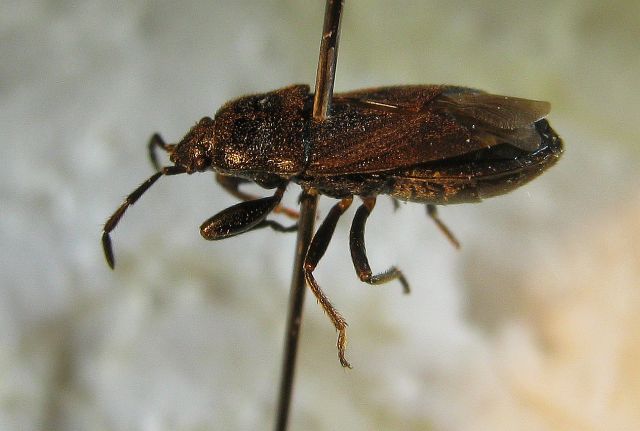 Stor Klitfrøtæge (Megalonotus dilatatus)