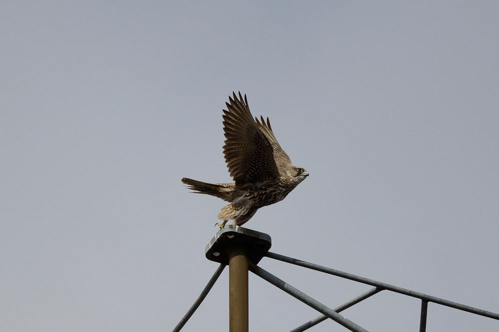 Jagtfalk (Falco rusticolus)