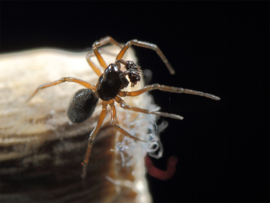 Araeoncus crassiceps (Araeoncus crassiceps)