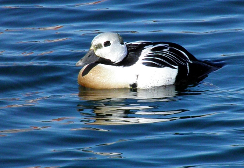 Stellersand (Polysticta stelleri)